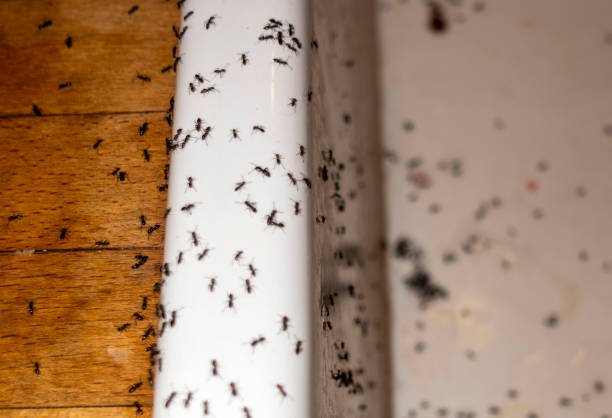 Wasp Removal Services in Carl Junction, MO