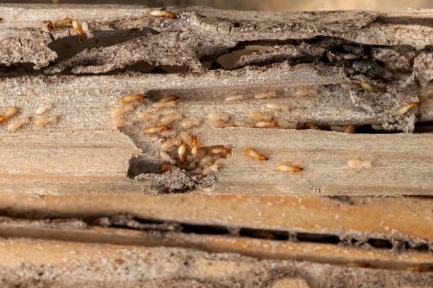 Best Pest Control for Businesses  in Carl Junction, MO
